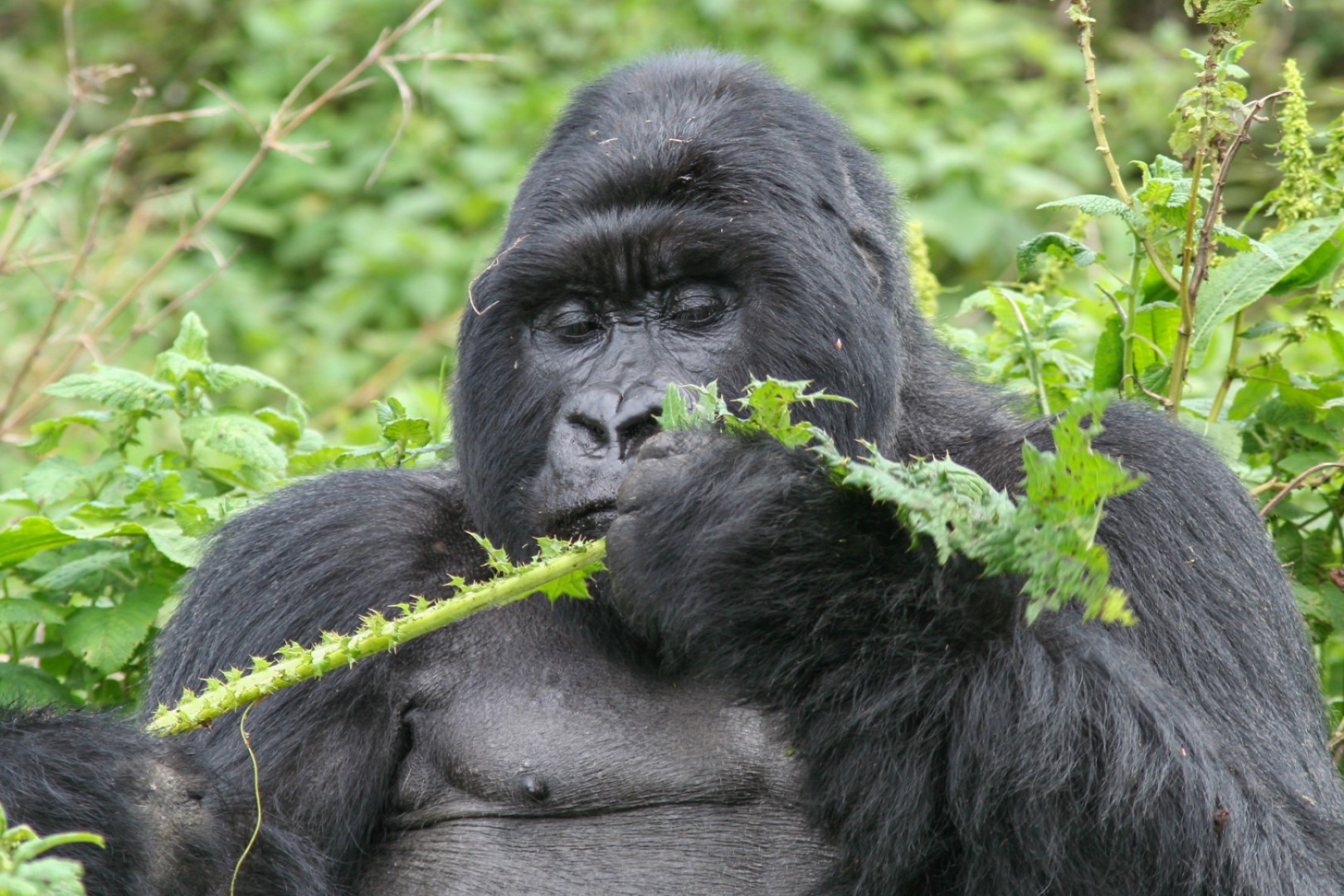 mountain gorillas