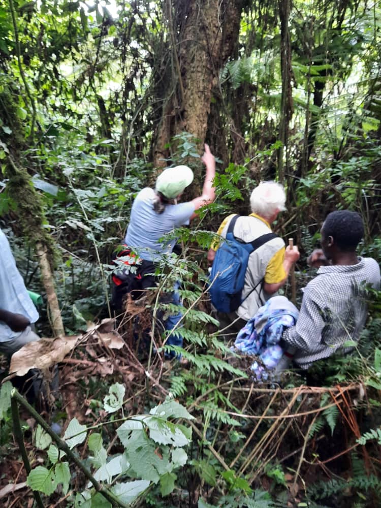 Rwenzori Mountains gorilla trekking trail